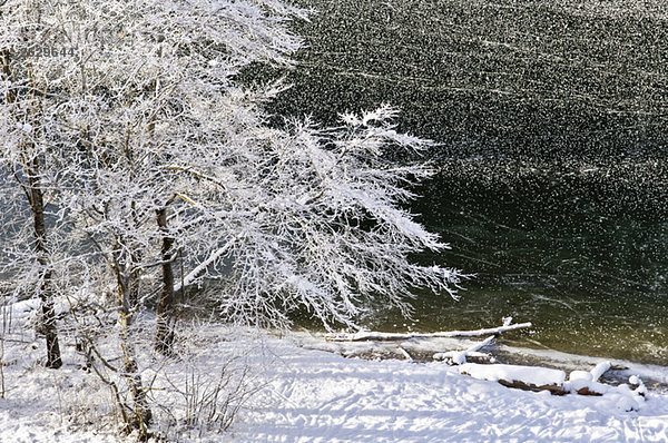 Germany  Bavaria  Frozen lake  snow-covered trees