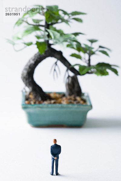 Miniatur-Mann mit Blick auf den Topf-Bonsai-Baum  Rückansicht