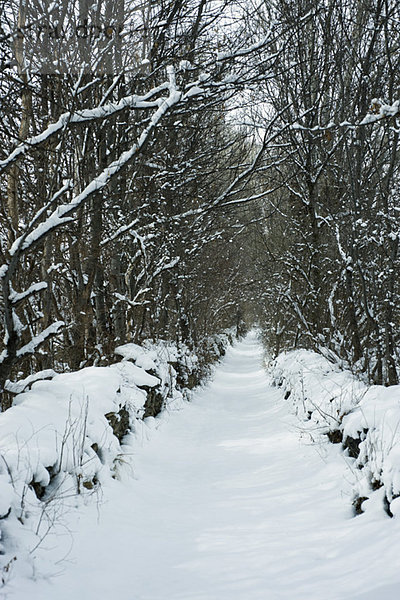 Baumgesäumter Weg im Schnee