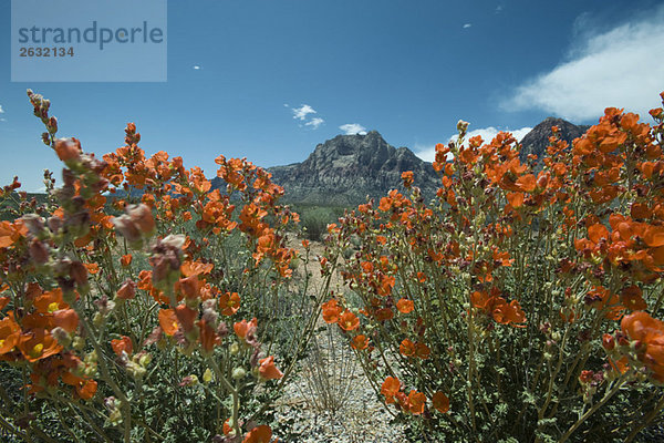 Wüstenlandschaft  bunte Blumen im Vordergrund  Berg im Hintergrund