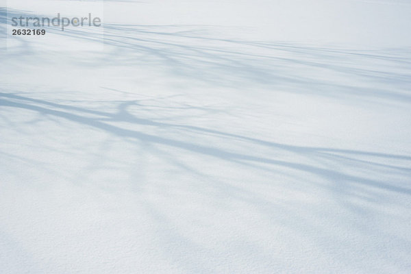 Schatten von Baumästen auf Schnee