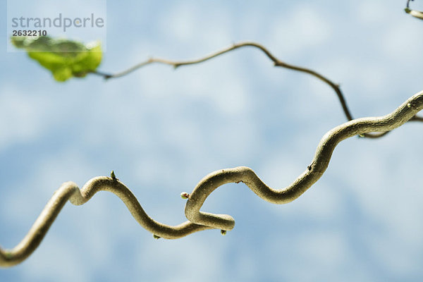 Gnarled Zweig mit kleinen Blütenknospen  Nahaufnahme