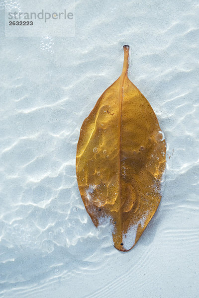 Blatt im Wasser  teilweise mit Sand bedeckt  Nahaufnahme