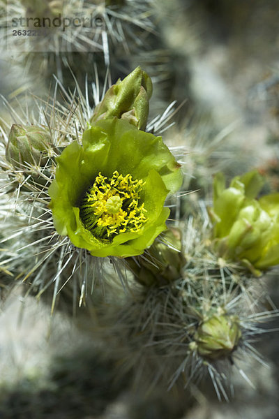 Blühender Silber-Cholla-Kaktus (opuntia echinocarpa)  Nahaufnahme