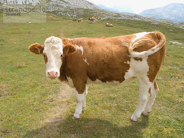 Kuh in einem Feld