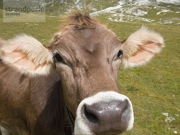 Gesicht einer Kuh
