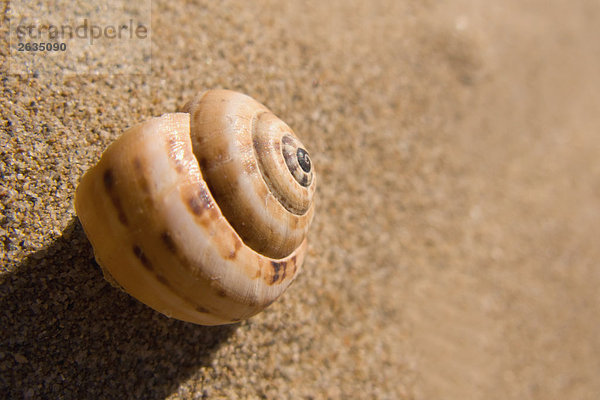 Schnecke Gastropoda liegend liegen liegt liegendes liegender liegende daliegen Sand