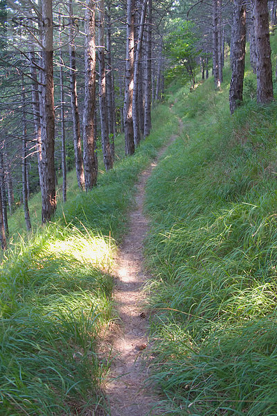 Durch den Forest Trail
