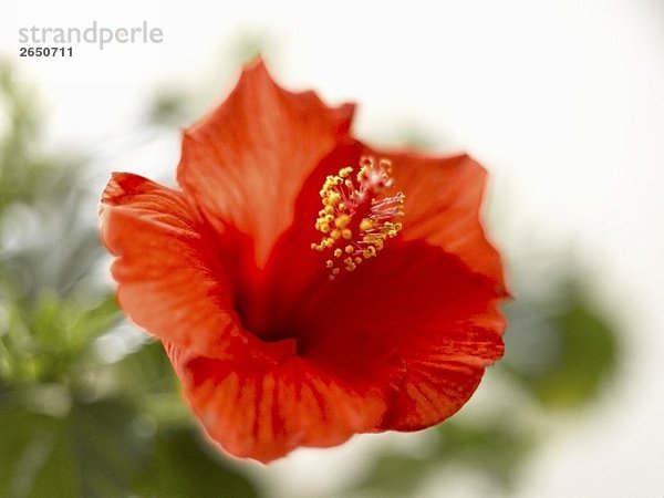Eine rote Hibiskusblüte (Hibiscus rosa-sinensis)