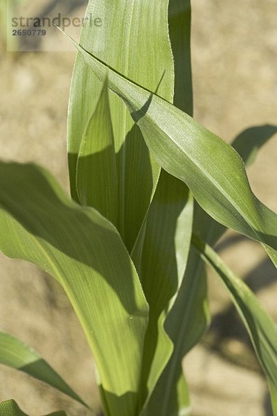 Mais auf dem Feld