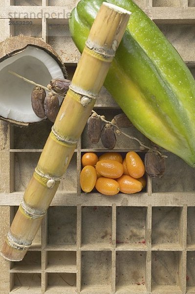 Exotische Früchte  Kokosnuss und Zuckerrohr im Setzkasten