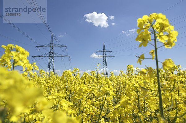 Strommasten in Oilseed Rape field