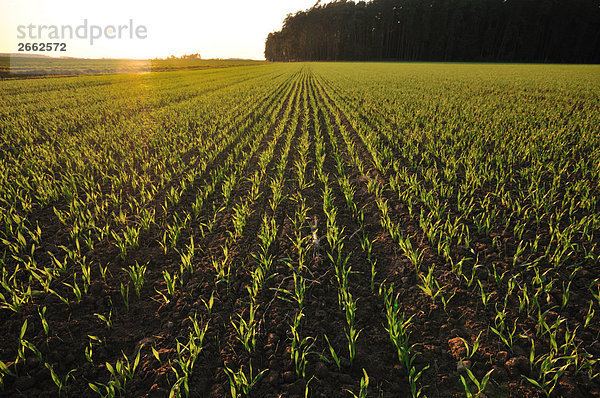 Mais Zuckermais Kukuruz Nutzpflanze Wachstum Feld Bayern Deutschland