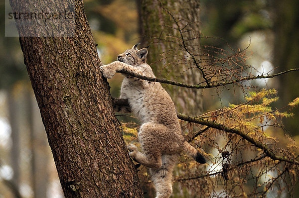 Rotluchs (Lynx Rufus) klettern Baum im Wald  Bayern  Deutschland