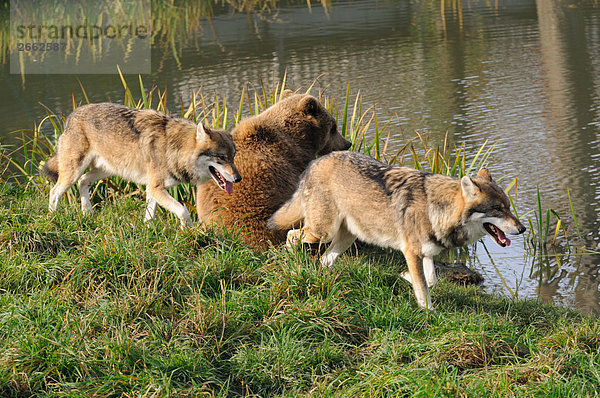 Braunbär Ursus arctos Grauwolf Canis lupus pambasileus 2 Bär Bayern Deutschland Seeufer