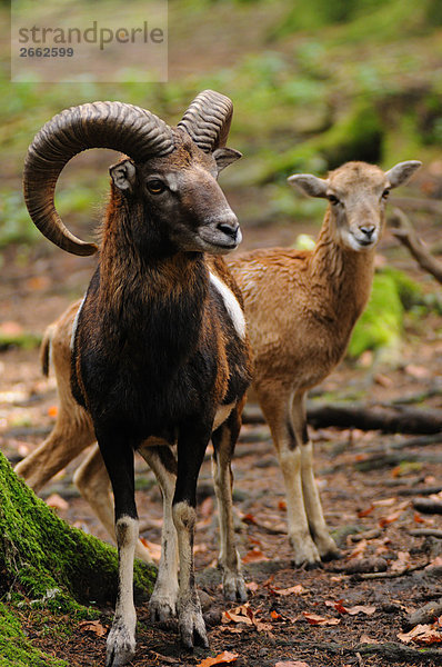 Mufflon (Ovis Musimon) im Wald  Bayern  Deutschland