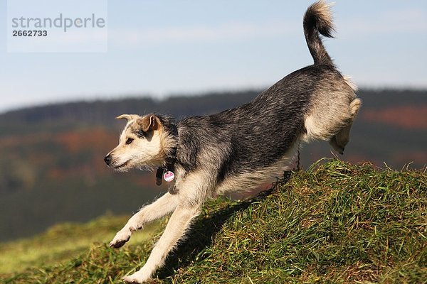 Haufen über Hund springen Close-up Feld Gras