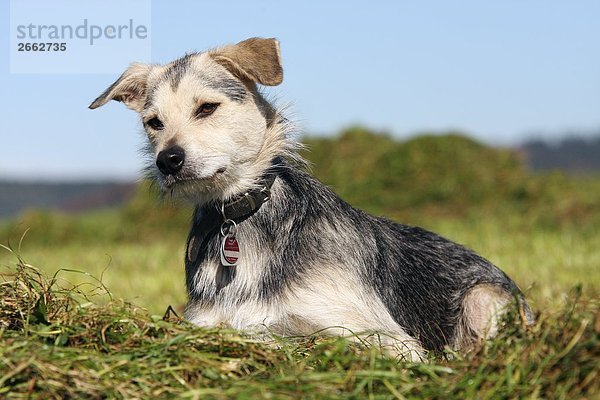 Nahaufnahme der Hund im Feld