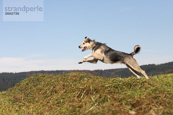 Haufen über Hund springen Feld Gras