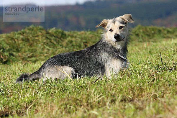 ruhen Hund Feld