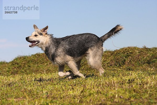 rennen Hund Feld