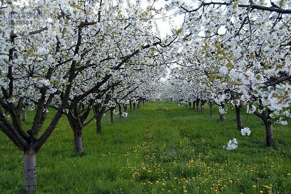 Kirschbäume in Feld  Havel River  Werder  Brandenburg  Deutschland blüht