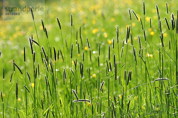 Lange Gras im Feld