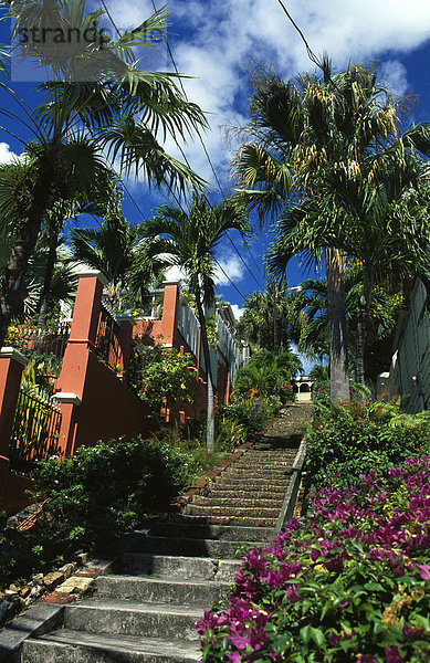 Untersicht von Pflanzen auf beiden Seiten der Treppe  Charlotte Amalie  St. Thomas  Leeward Islands  US Virgin Islands