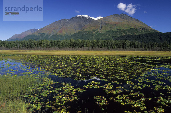 Lily Pads in See  Kenai-Halbinsel in Alaska  USA