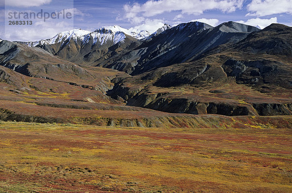 Panoramische Ansicht der Gebirge  Denali National Park  Alaska  USA