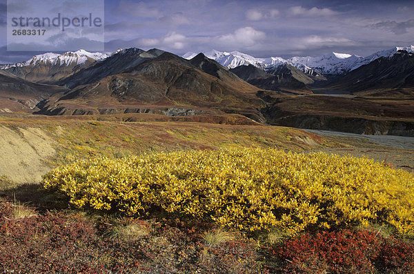 Arktische Weide (Salix Polaris) und Alpine Bärentrauben (Arctostaphylos Alpinus) im Feld  Denali National Park  Alaska  USA