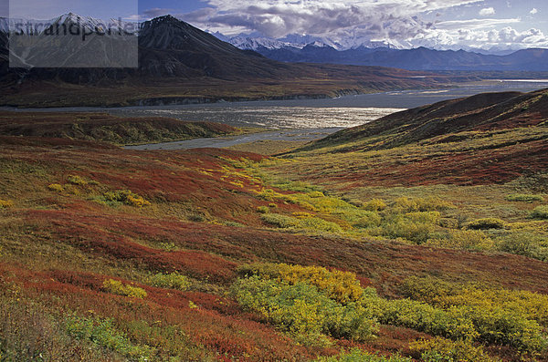 Zwerg-Birke (Betula Nana) im Feld  Mt. Eielson  Denali National Park  Alaska  USA