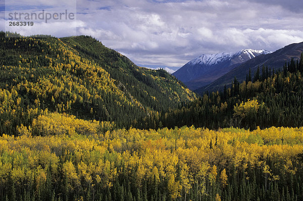 Gruppen Aspen (Populus Tremuloides) Bäume im Feld  Denali National Park  Alaska  USA