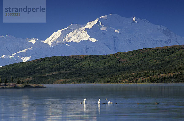 Trompeter Schwäne (Cygnus Buccinator) schwimmt auf Wasser  Mt McKinley  Wunder See  Denali National Park  Alaska  USA