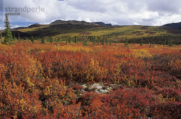 Zwerg-Birke (Betula Nana) im Feld  Denali National Park  Alaska  USA
