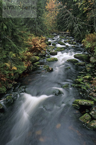 Fluss  der durch Wald  Fulufjaellet National Park  Co Dalarna  Schweden
