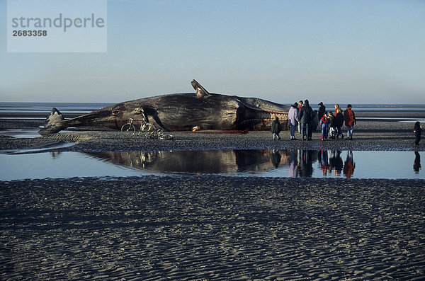nahe stehend Strand Tourist Menschliches Sperma Deutschland Schleswig-Holstein Wal