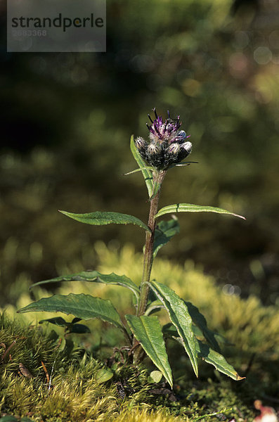 Alpine Sawwort (Saussurea Alpina) wächst in Feld  Sarek Nationalpark  Norrbotten  Schweden