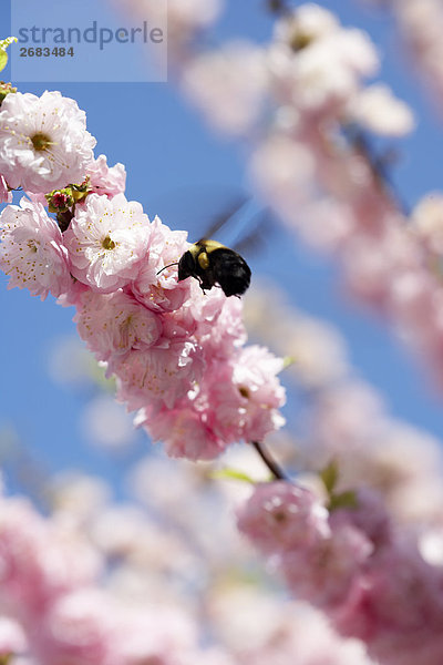 Eine Biene herumfliegen Baum Blüten im Frühjahr