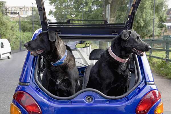Hunde keuchend im Kofferraum eines Elektroautos
