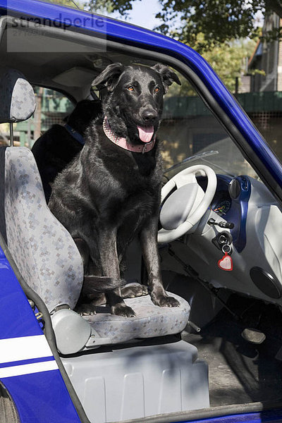 Hundekeuchen auf dem Sitz eines Elektroautos