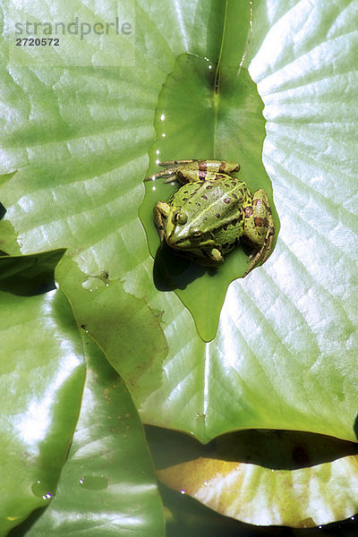 Laubfrosch