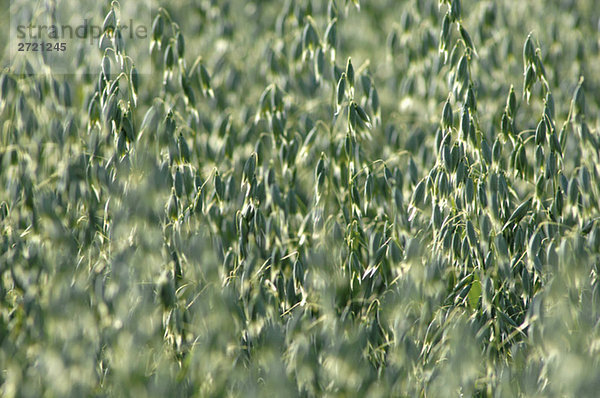 Hafer (Avena sativa)  Spikes  Nahaufnahme