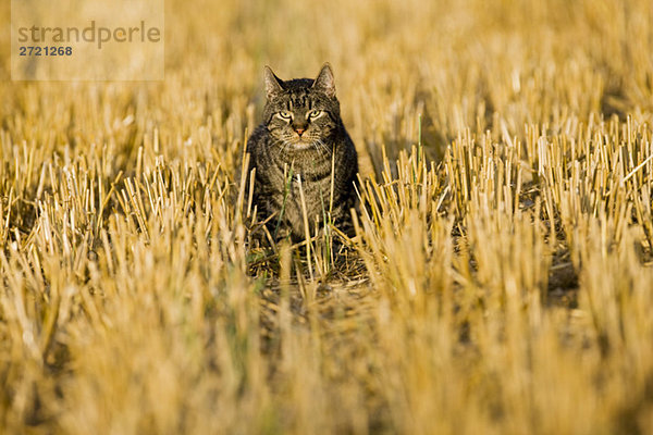 Katze läuft über geerntetes Feld
