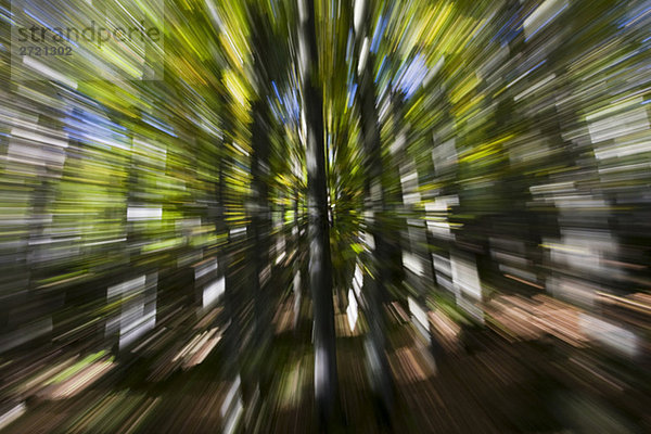 Deutschland  Bayerischer Wald  Bäume (Zoom-Effekt)