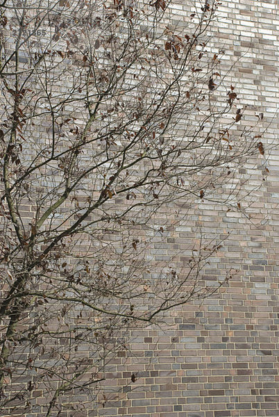 Backsteinmauer  Baum mit Herbstlaub im Vordergrund