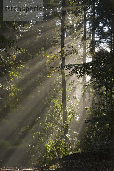 Deutschland  Baden-Württemberg  Sonnenstrahl durch Bäume im Wald