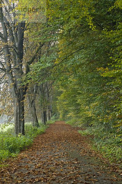 Deutschland  Baden Württemberg  Weg durch den Herbstwald