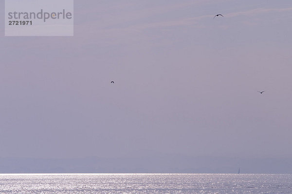 Germany  Langenargen  Seagulls over Lake Constance