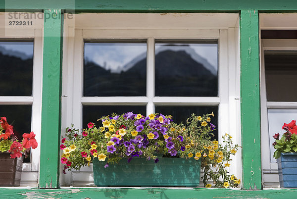Blockhaus  Blumenkasten mit blühenden Pflanzen auf Fensterbank